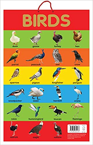Wonder house Early Learning Educational Poster Birds
